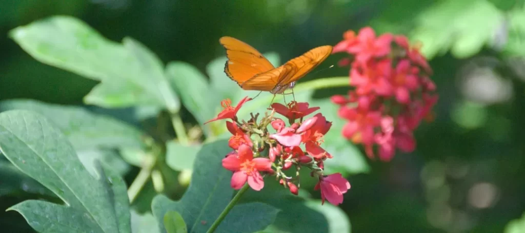 Butterfly on Flower