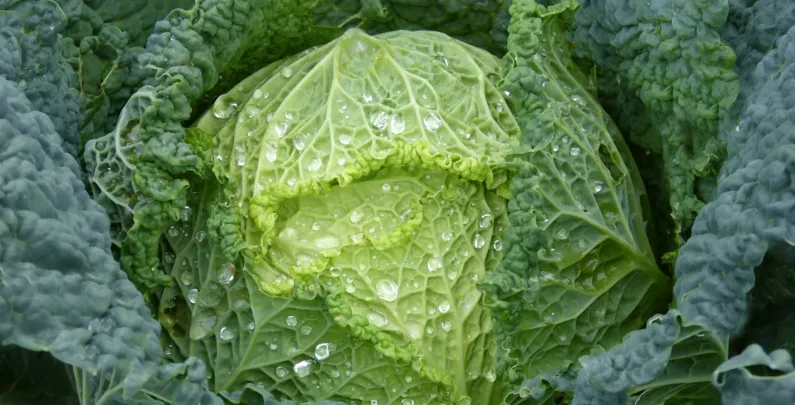 Cabbage