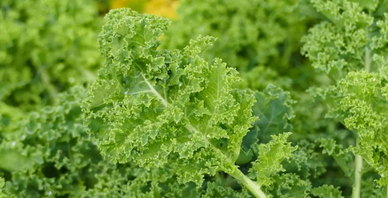 Kale